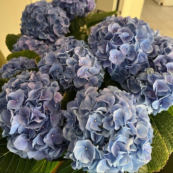 Meet your Posher, Zoë - Picture 4 of 10